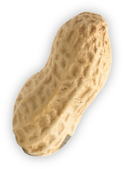 Shelled peanut